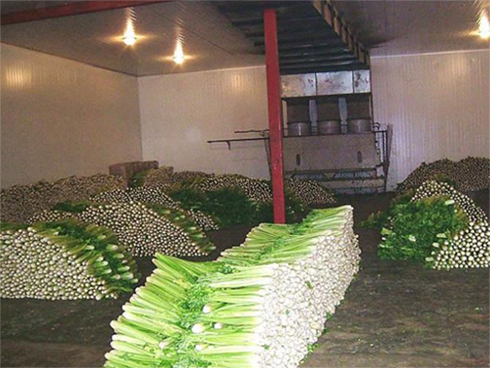 生鲜菠萝蜜在线观看造价