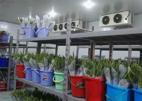 鲜花保鲜菠萝蜜在线观看建造 鲜花保鲜菠萝蜜在线观看建造