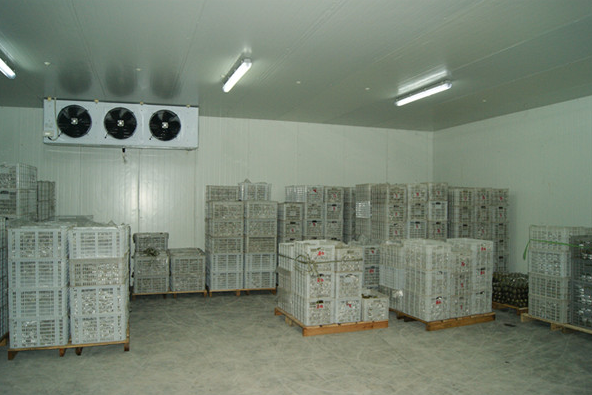 气调菠萝蜜在线观看建造厂家