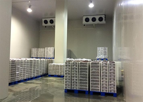 食品菠萝蜜在线观看建造安装