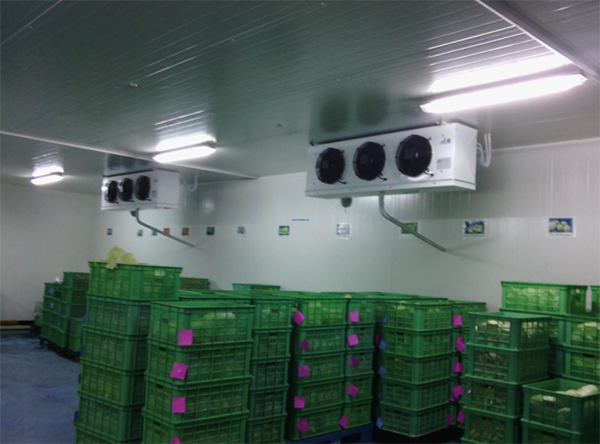 低温生鲜储藏菠萝蜜在线观看