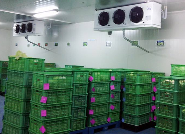 低温生鲜储藏菠萝蜜在线观看