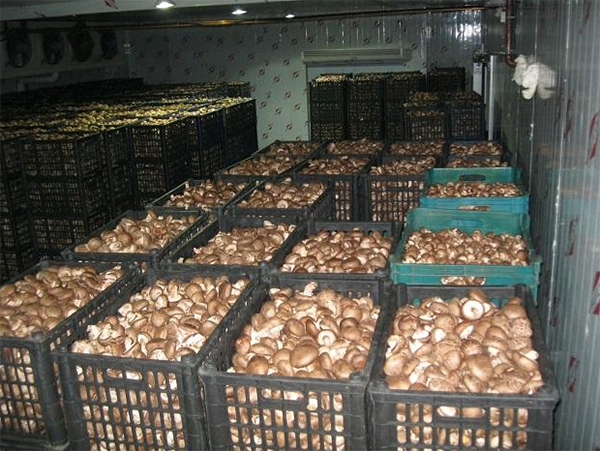 蔬菜冷藏保鲜库建造安装 蔬菜冷藏保鲜库建造安装