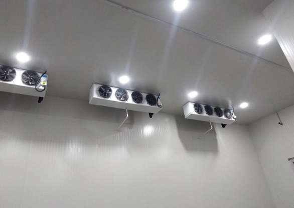 普通果蔬保鲜菠萝蜜在线观看建造