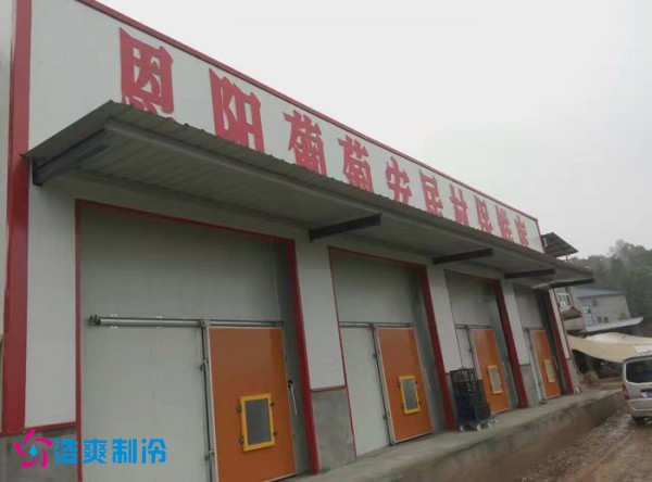 巴中葡萄种植合作社气调保鲜菠萝蜜在线观看建造